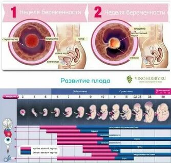 Что происходит в первые дни после зачатия