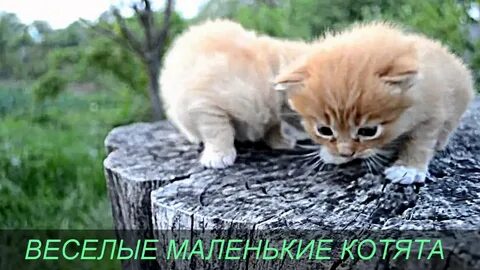 Смешные котики видео короткие