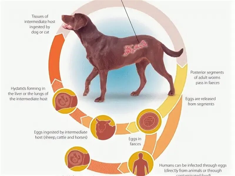 Может ли человек заразиться эхинококком. Эхинококкоз животных жизненный цикл. Цикл развития эхинококка. Цикл развития эхинококкоза собак.