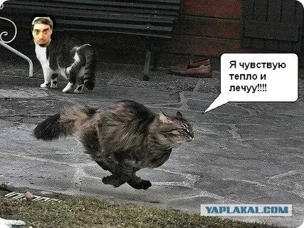 Быстрый кот
