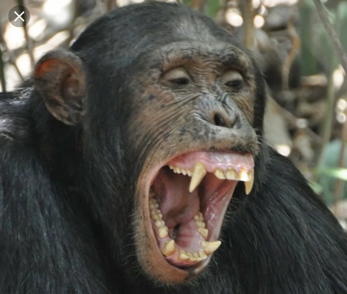 Как кричат обезьяны. Зубы шимпанзе. Клыки шимпанзе. Зубы мартышки.