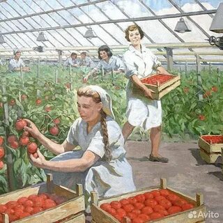 Каратая уборка урожая