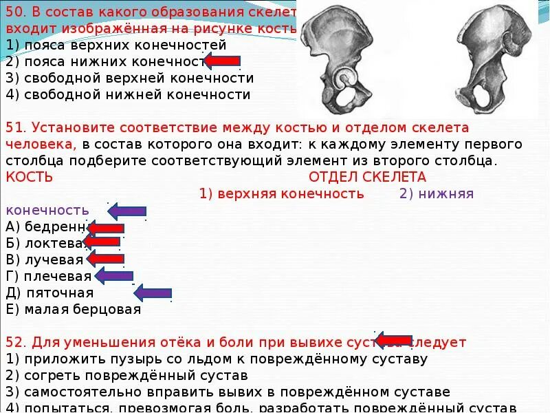 Кость входящая в состав пояса верхних конечностей. Соответствие между костями и отделами скелета. Установи соответствие между костями и отделами. В состав какого отдела скелета входит изображённое костное.