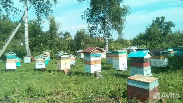 Пчелы купить в нижегородской. Пчелопакеты Красногорское. Пчелопакеты Красногорское Алтайский край. Иглинская пасека. Иглинский район пасека.