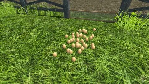 Egg farm