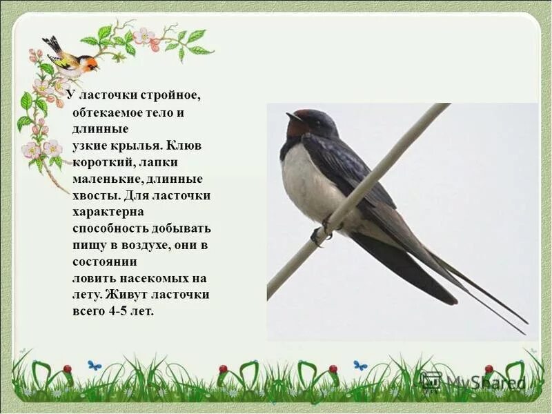 Русская пословица ласточка день начинает. Ласточка птица. Ласточка кратко. Коротко о Ласточке. Ласточка птица описание.