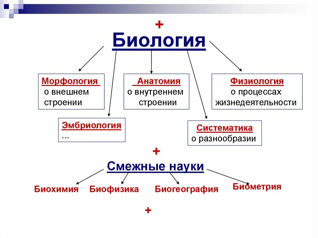 Что изучает классическая биология. Что изучает классическая биология
