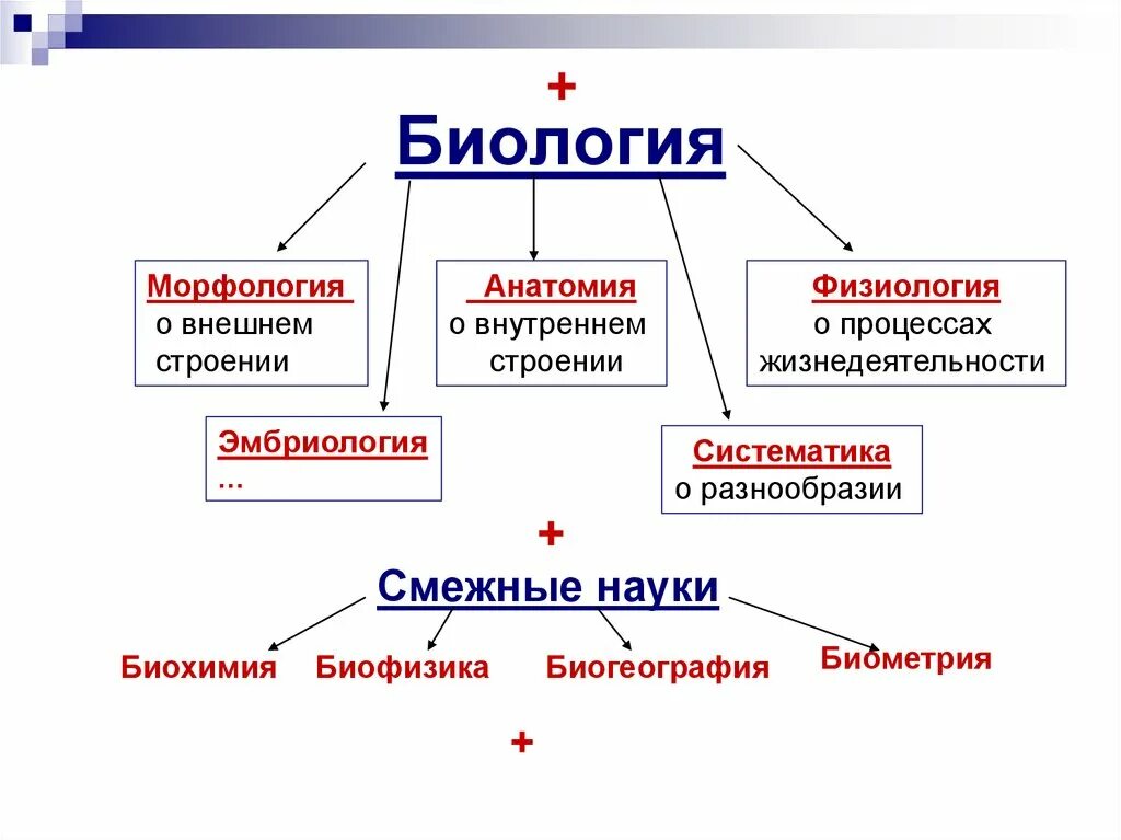 Какие биологические науки существуют. Морфология биология. Разделы морфологии биология. Морфология наука о биология. Что изучает морфология.