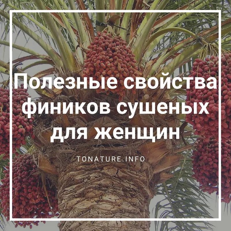 Полезные свойства фиников. Финики полезные свойства. Чем полезны финики. Полезность фиников для женщин.