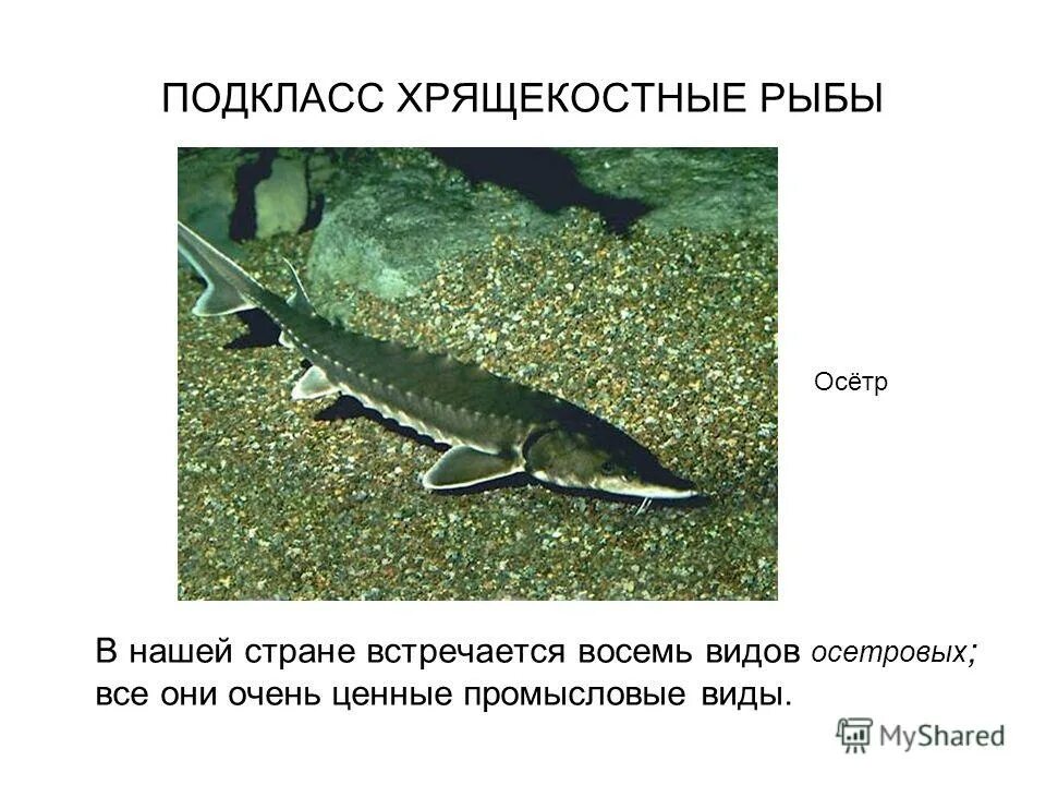 подкласс хрящекостные рыбы представители. осетр белуга севрюга. хрящевые ганоидные рыбы. хрящекостные рыбы представители. хрящевые ганоиды представители.