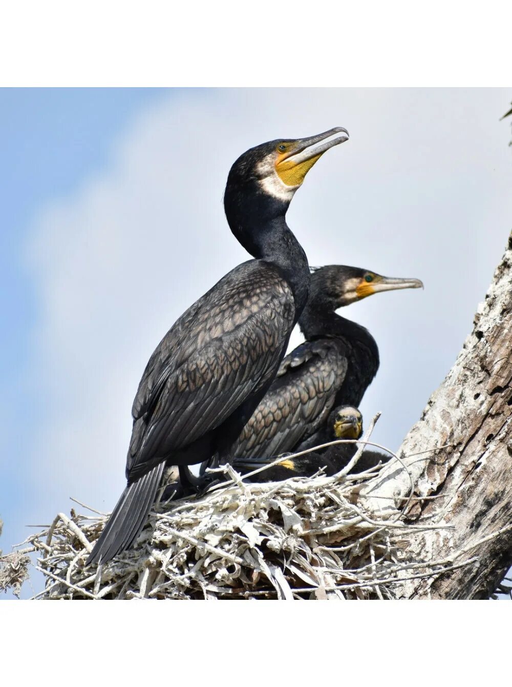 Challenge the Killing of Thousands of Cormorants - Animal Legal Defense Fund