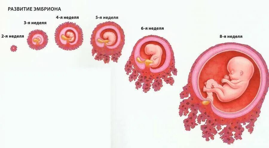 размер плода на 4