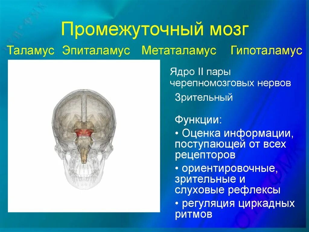 Таламус и метаталамус. Промежуточный мозг. Промежуточный мозг таламус.