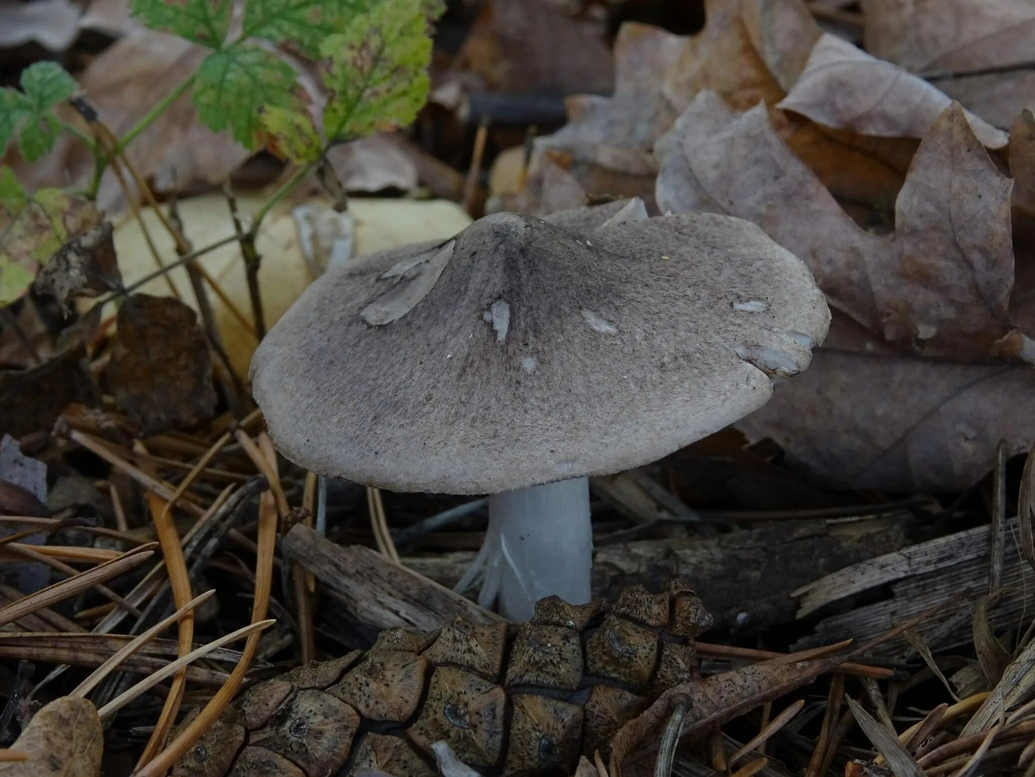 Рядовки съедобные фото. Рядовку землисто-серую (Tricholoma terreum). Рядовки серушки. Рядовка землистая Tricholoma terreum. Рядовка серая съедобная.