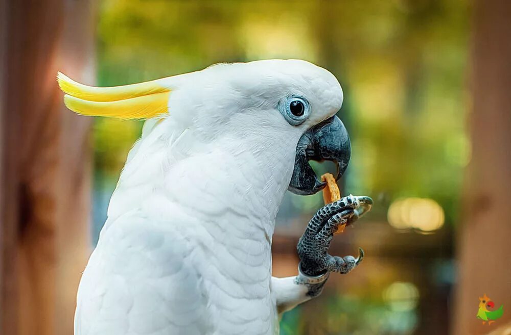 Найти какаду. Какаду и корелла. Австралийский какаду. Земляной какаду. Найти какаду.