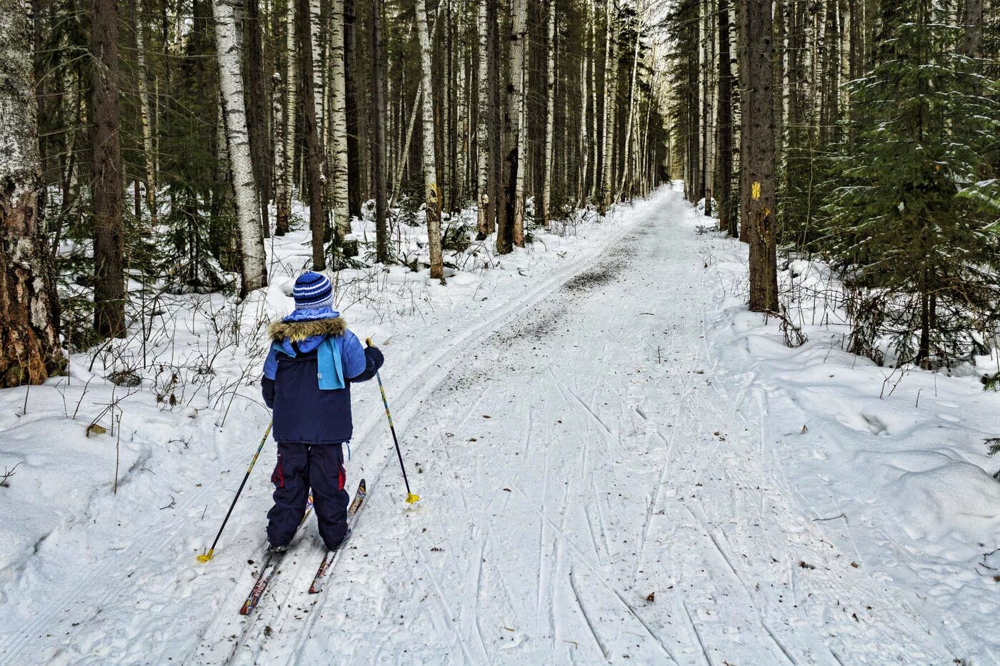 На лыжах в лесу. Катание на лыжах в лесу. Прогулка на лыжах в лесу. Лыжник в лесу. Прокат лыж бор