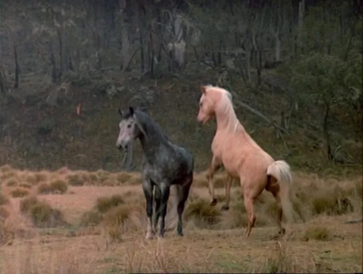 Серебряный ветер (1993). Серебряный ветер (1993). Рассел кроу серебряный ветер. The silver brumby 1993. The silver brumby.