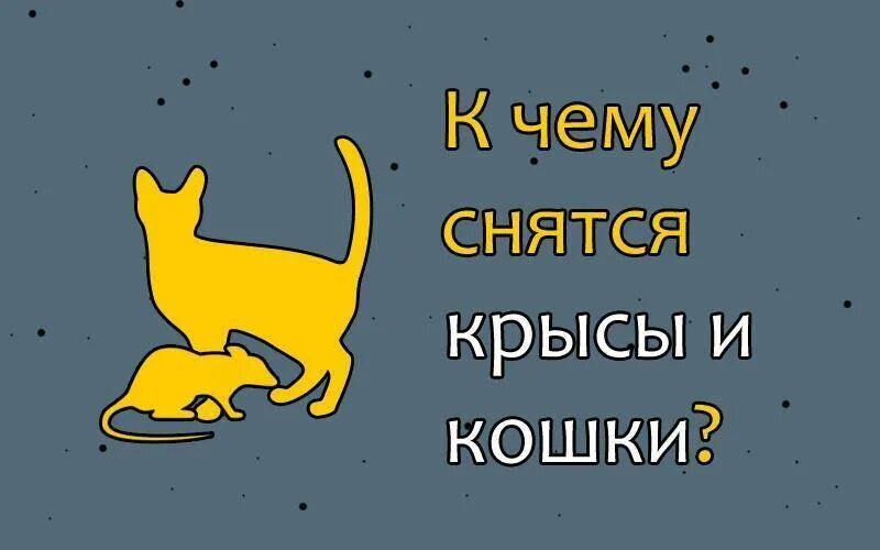 Сонник миллера крыса. К чему снятся крысы. К чему снится снятся крысы. К чему снятся крысы и кошки.