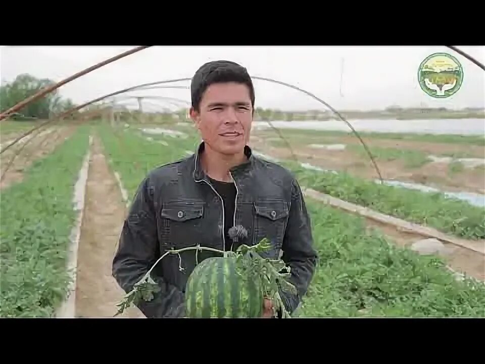 Кукдала об хав. Кукдала. кукдала узбекистан. chiroqchi tarvuz. кўкдала тумани.