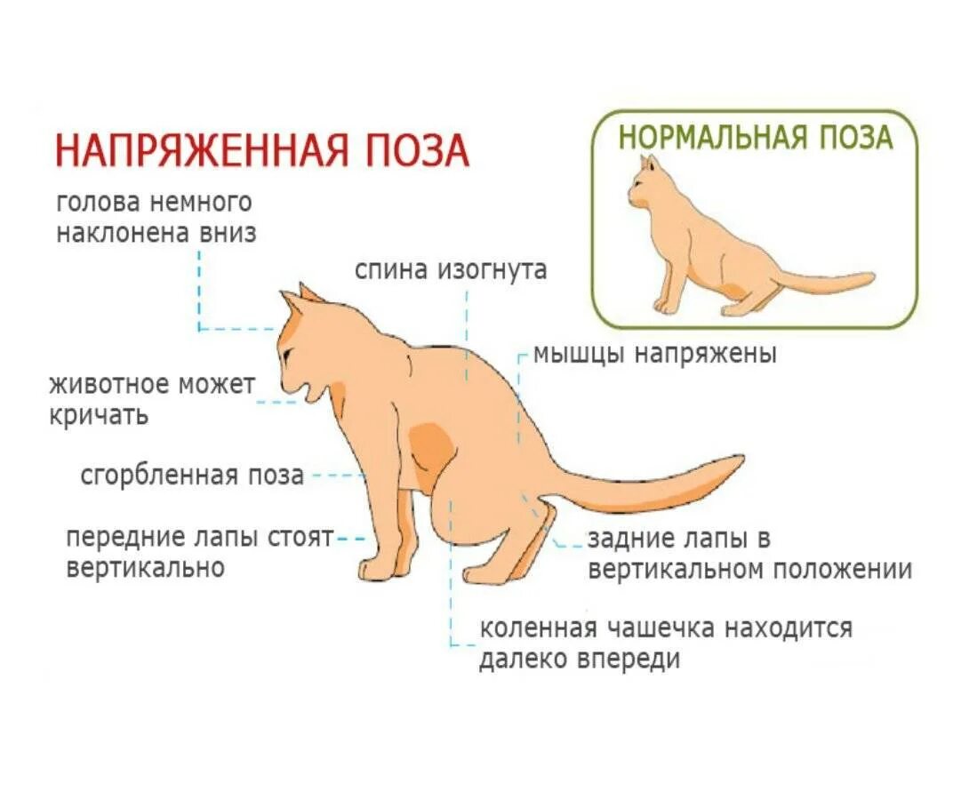 Кошка конвульсии