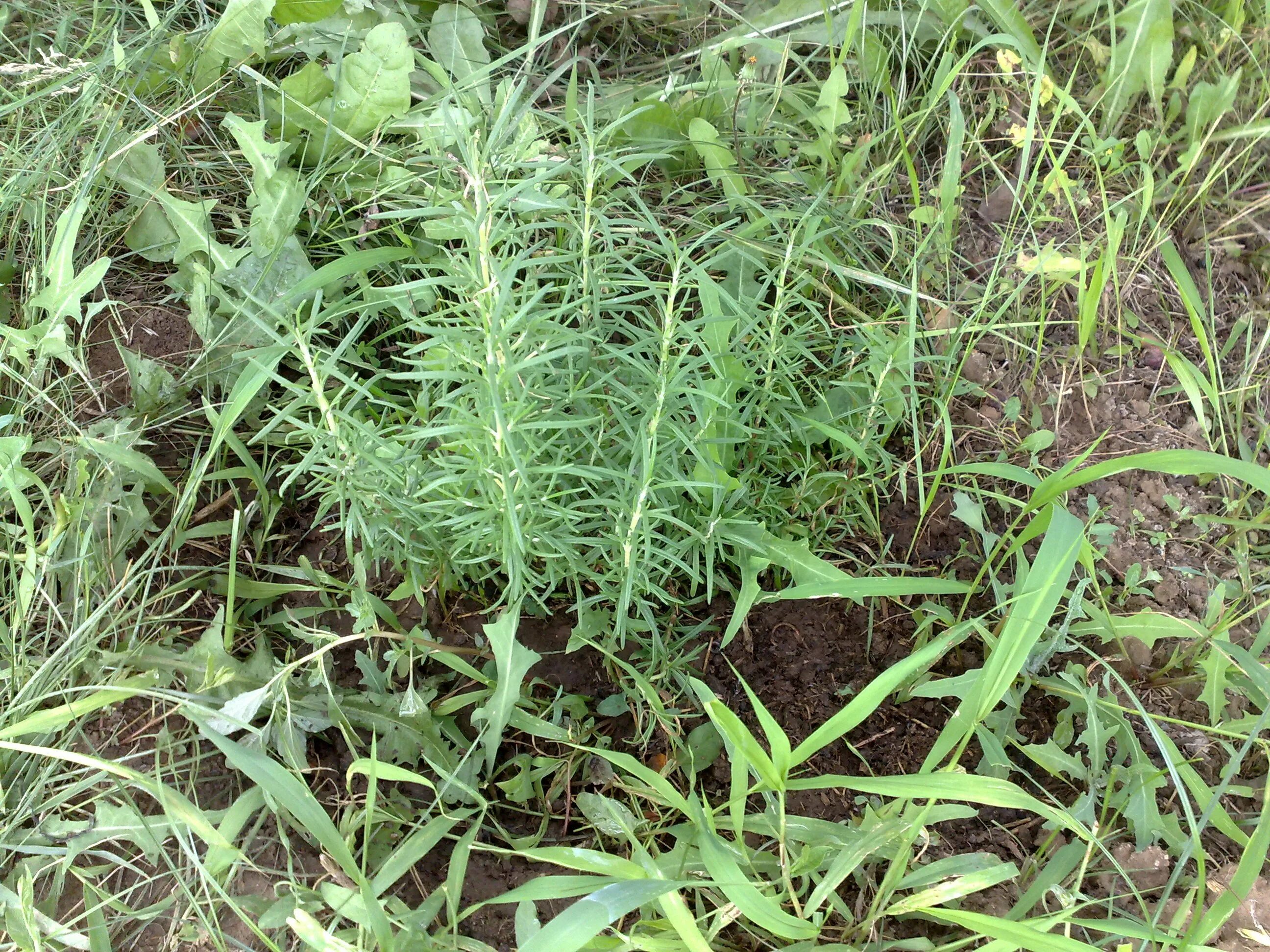 амарант щирица огородный. пырей осот. сорняки осот и пырей. ползучая трава сорняк портулак. мищий сорняк.