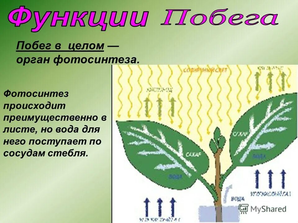 Алоэ фотосинтез. Стебель фотосинтез. Стебель фотосинтезирует. Функции стебля. Функция фотосинтеза выполняют стебли.