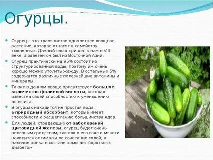 Огурец семейство