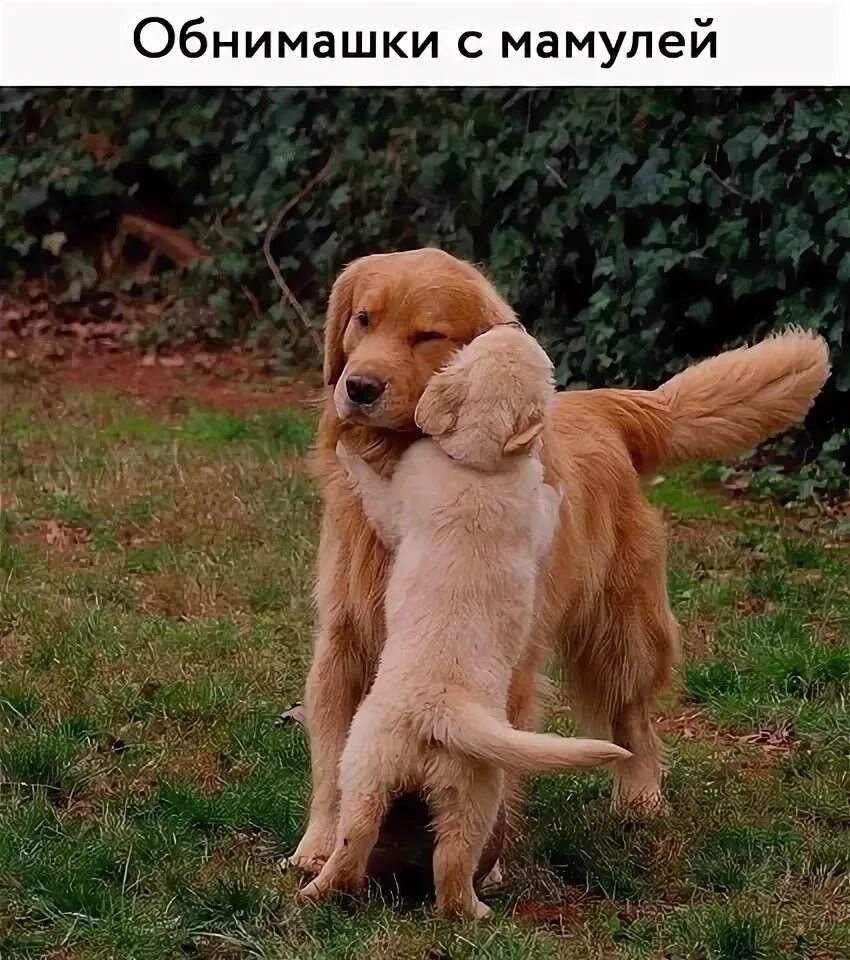Золотистый ретривер фото щенки и взрослые You've Gotta Be Joking! Retriever puppy, Golden retriever, Puppies funny