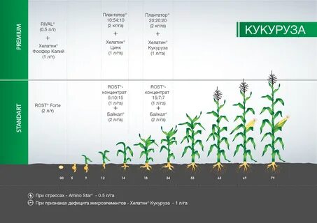 Температура роста кукурузы