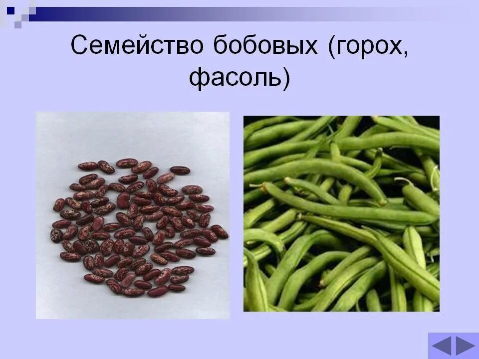 Семейство бобовых виды. Бобовые фасоль (семейство/род/класс............). Фасоль бобовая. Семейство бобовые фасоль. Плод фасоли.