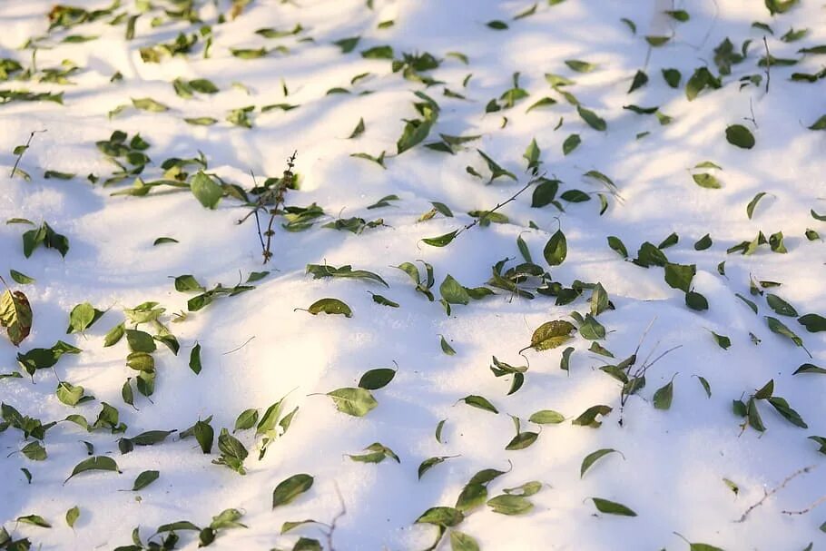 Snow leaf