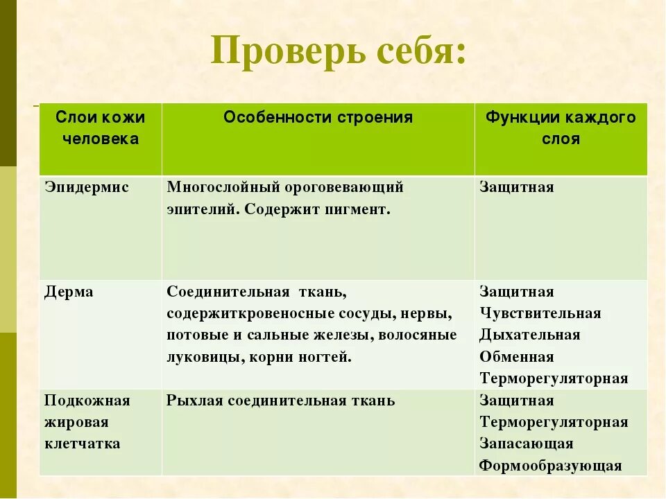 Таблица слой кожи особенности строения функции. Таблица кожа слои кожи строение функции. Слои кожи строение и функции таблица. Функции слоев кожи биология 8 класс.