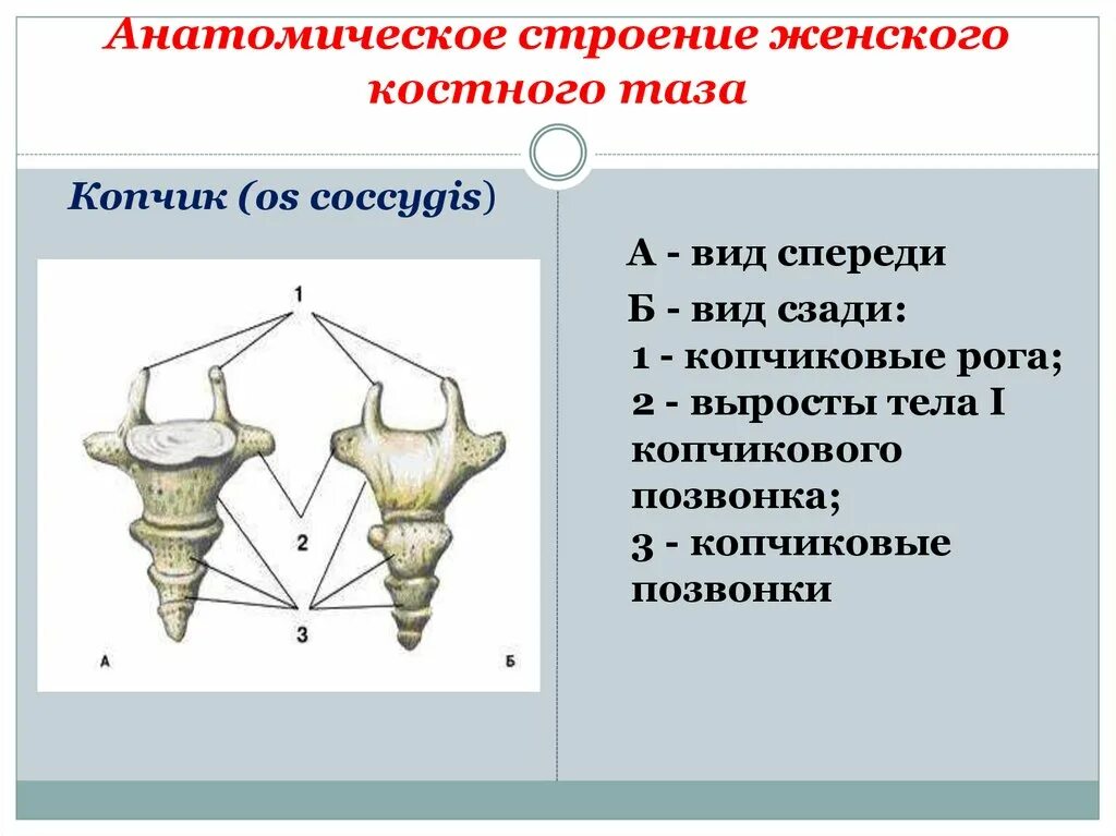 Копчиковая железа характерна для. Копчиковый отдел позвоночника. Копчиковые позвонки анатомия. Копчиковый отдел особенности строения.