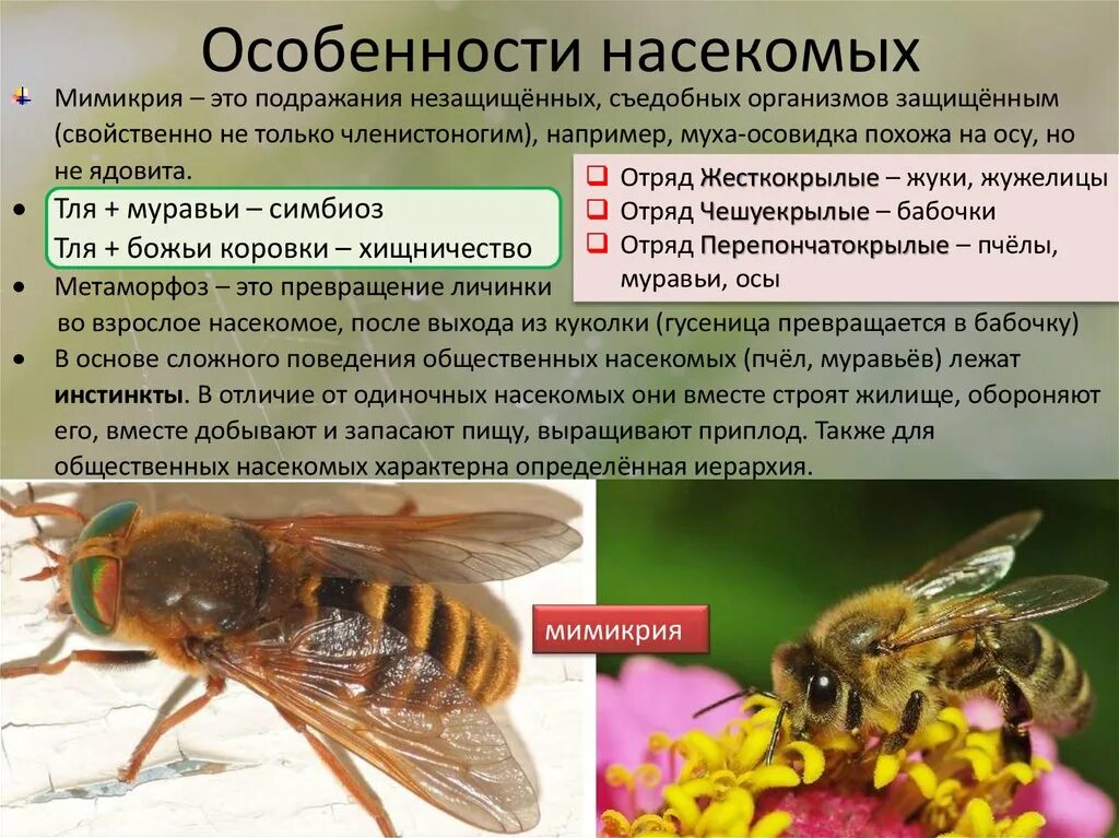 Особенности насекомых. Особенности характеристики насекомых. Специфические особенности насекомых. Особенности насекомых 7 класс.