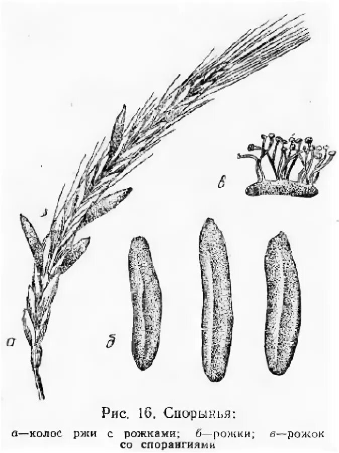 Спорынья (Claviceps purpurea Tulasne).. Головня и спорынья. Спорынья и Головня строение. Грибок спорынья.