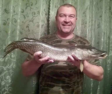 Просто ленок