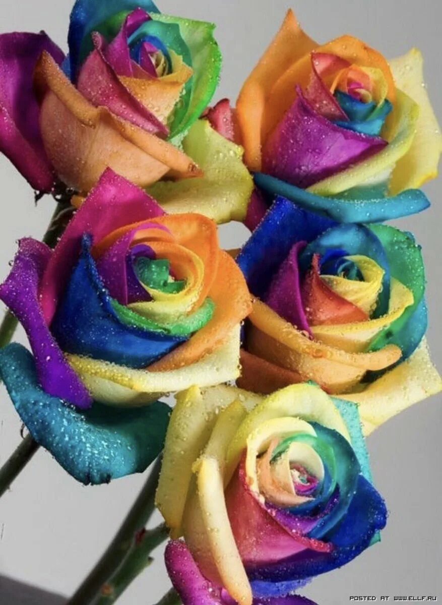 Что делают цветные. Разноцветные розы.