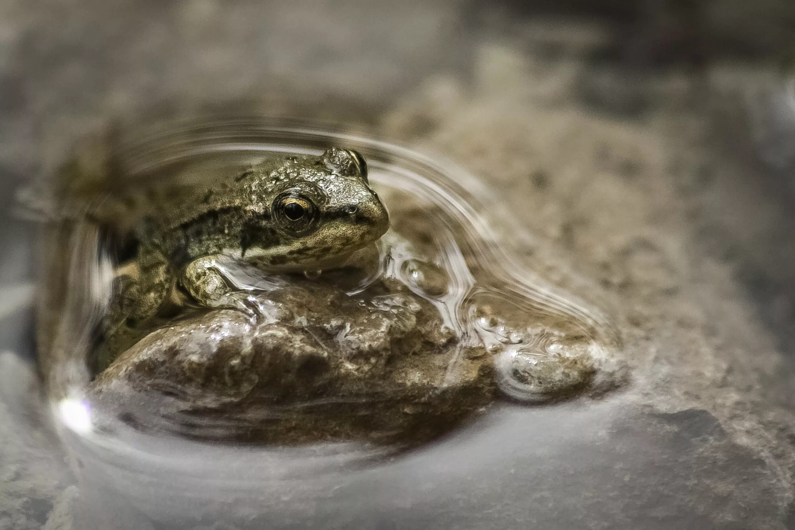 Дыхание лягушек в воде. Сеголеток лягушки. лягушка в воде. лягушка плывет. земноводные в окружающей среде.