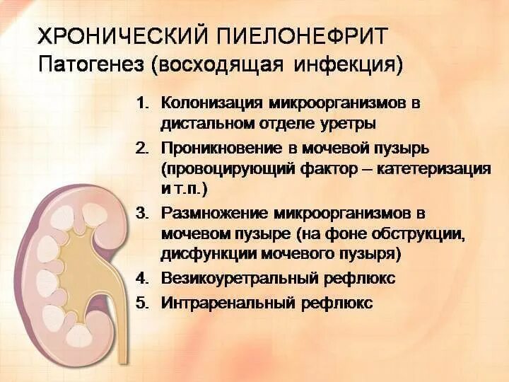 Код мкб пиелонефрита у детей. Хронический обструктивный пиелонефрит 11.1. Хроническая болезнь почек пиелонефрит. Пиелонефрит почки этиология. Хронический пиелонефрит 3.