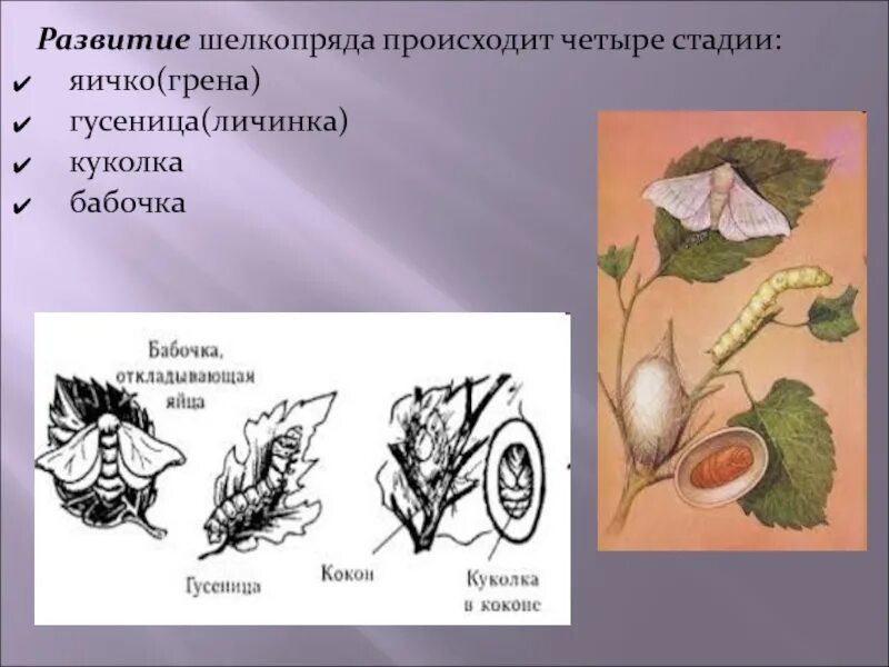 Какое развитие у шелкопряда. Четыре стадии развития шелкопряда. Схема постэмбрионального развития тутового шелкопряда. Стадии развития тутового шелкопряда. Тутовый шелкопряд развитие.