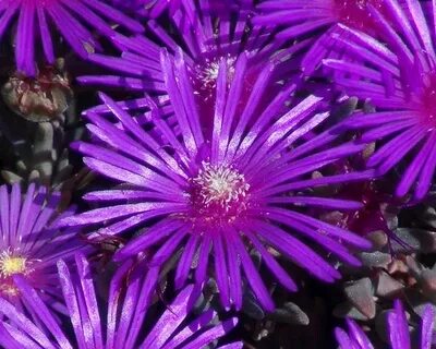 Ice plant