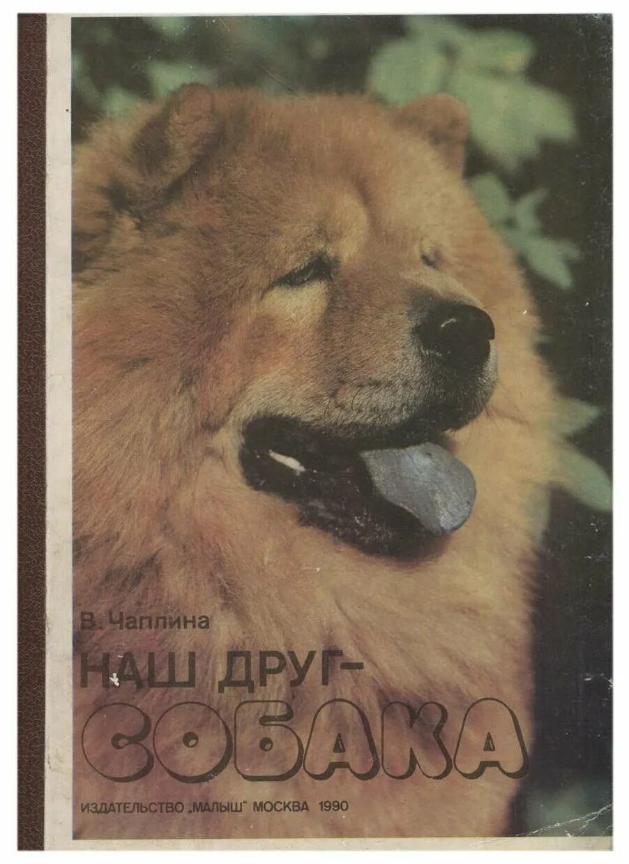 преданные собаки. домашние животные и человек. трогательные животные. дети с животными. ваш друг собака.