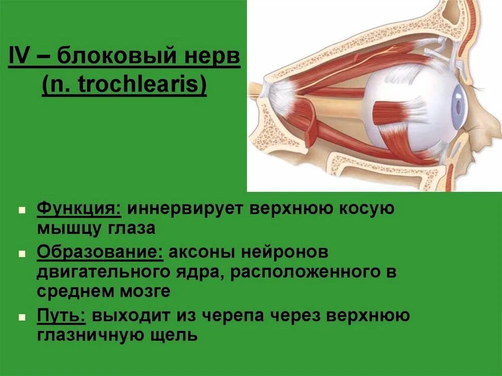 Какой нерв иннервирует глазную мышцу. Блоковый нерв анатомия. функции отводящий нерв нерва. блоковый нерв функции. отводящий нерв нерв иннервирует.