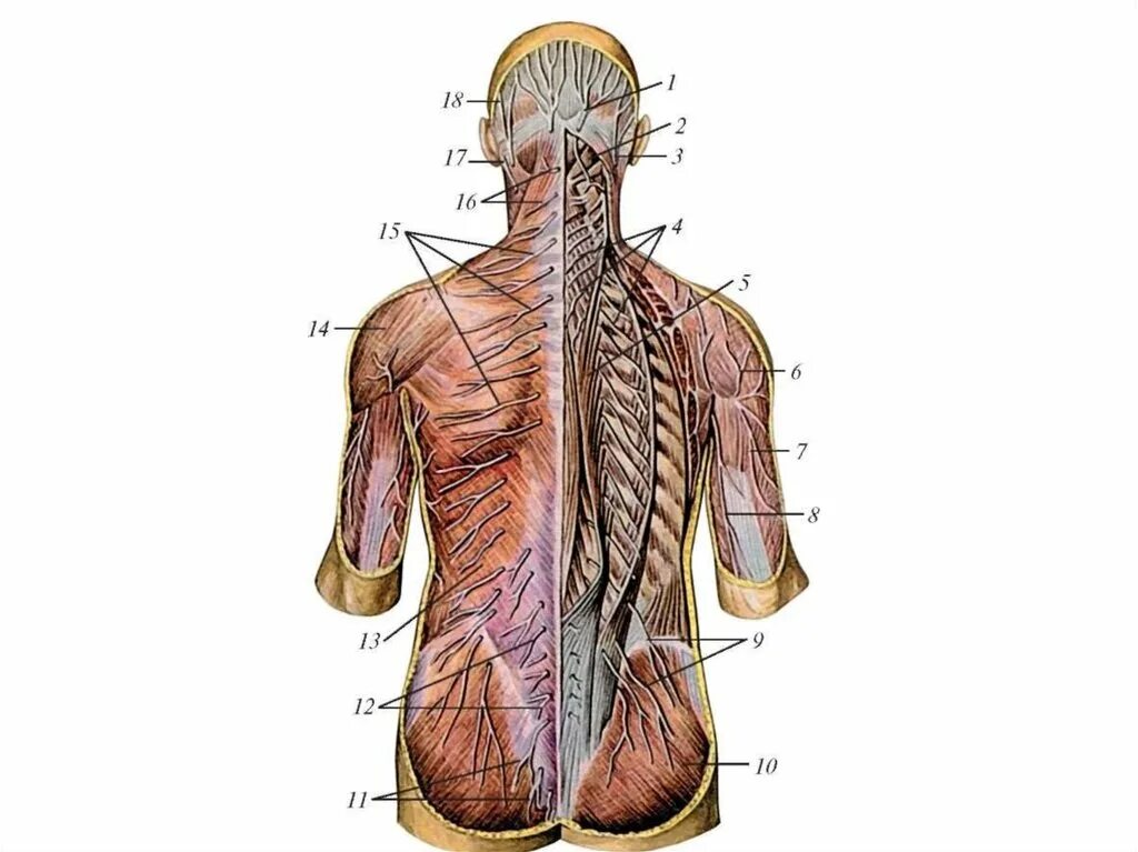 Задние ветви спинномозговых нервов анатомия. Задние ветви грудных спинномозговых нервов.