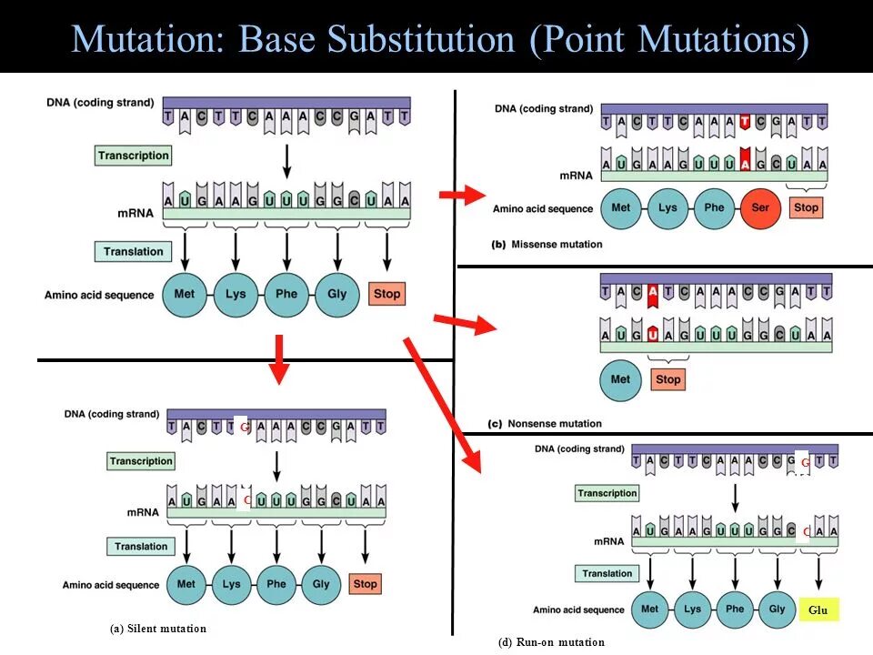 Global mutation. Mutations. DNA Mutation. Types of Mutation Substitution. Point Mutation DNA.