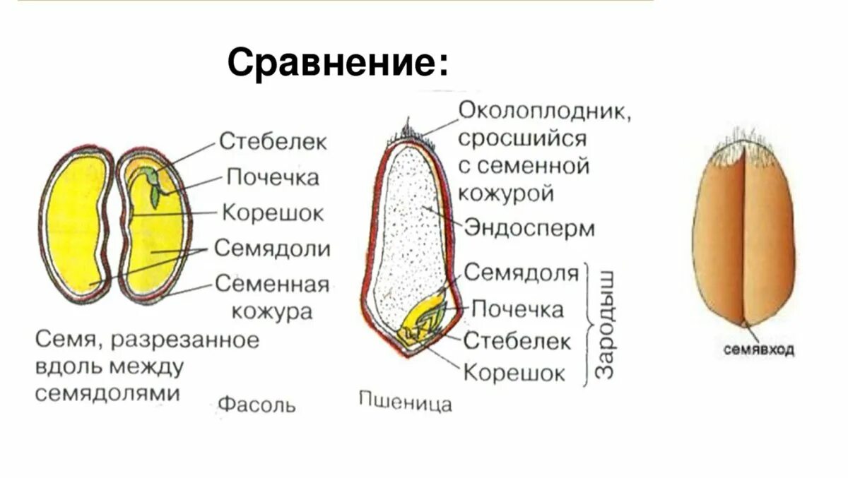 Строение риса биология. Строение семени однодольных и двудольных. Рисунок строение семян двудольных и однодольных растений. Строение семян однодольных и двудольных растений. Схема строения семян однодольных и двудольных растений.