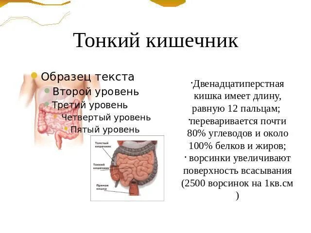 Структура стенки тонкой кишки. Кишечник 2 класс окружающий. Тонкая кишка строение и функции. Обследование тонкого кишечника способы. Тонкий кишечник строение.