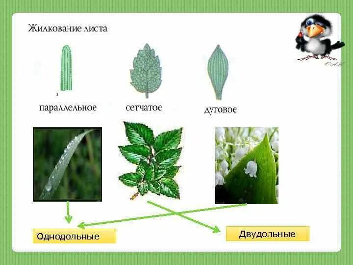 Ромашка Тип жилкования листьев. Жилкование однодольных и двудольных. Жилкование листьев у однодольных растений. Сетчатое жилкование листьев Однодольные или двудольные.