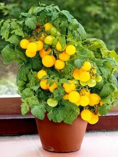 Семена для балкона