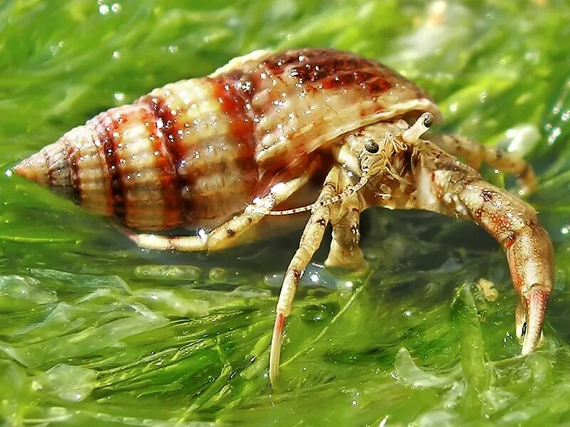 Как выглядит рак отшельник рисунок 13 Funny (And Sometimes Creepy) Pics Of Crustaceans That Made Their Shells Out O